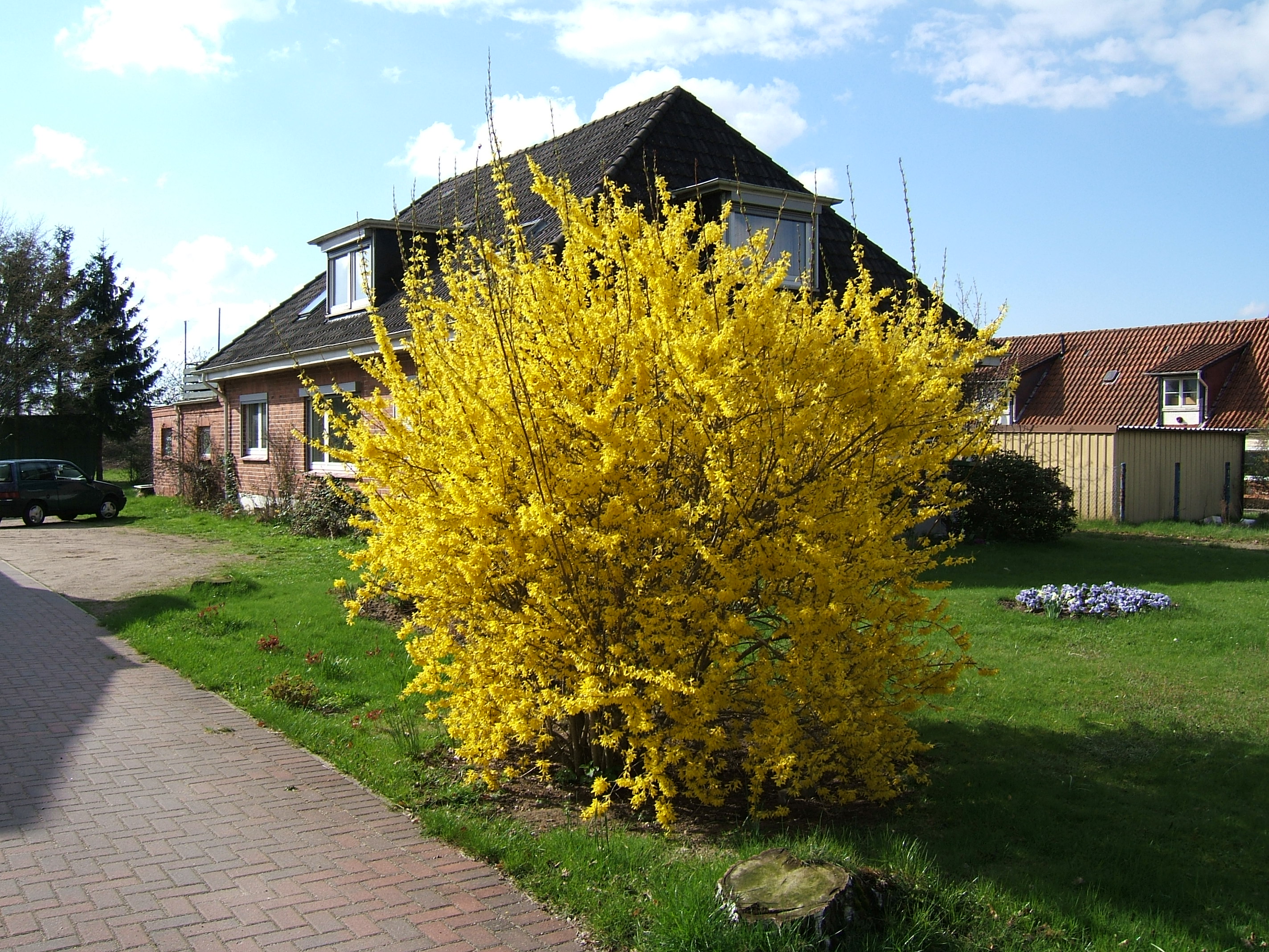 Форзиция промежуточная Спектабилис